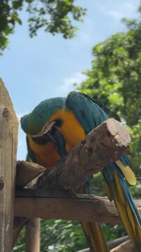 A Pair of Blue and Yellow Macaws