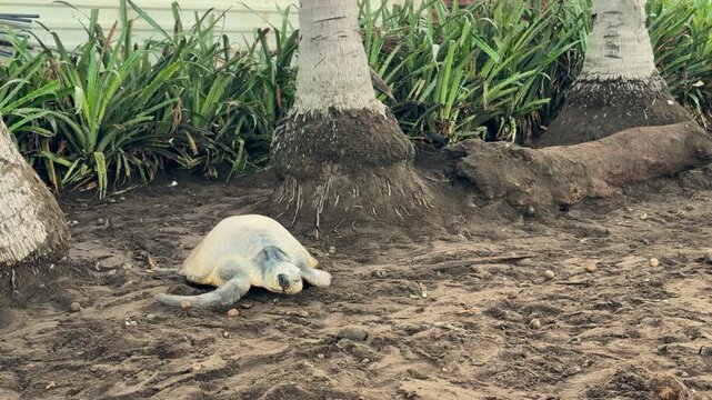 Olive ridley sea turtle laying eggs on a sandy beach