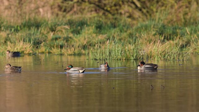 Eurasian Teal, Anas crecca, birds in spring courtship on marshes