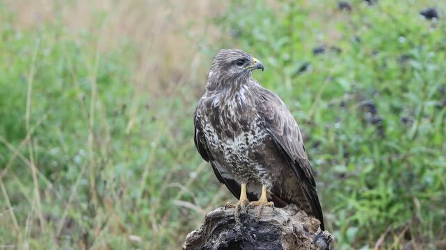 Common buzzard (Buteo buteo) Germany