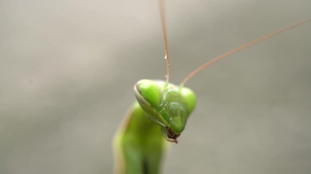 Green Praying Mantis Head, Close Up. A green praying mantis faces the camera, revealing its distinctive eyes, antennae, mouthparts, and detailed facial features, close-up view.