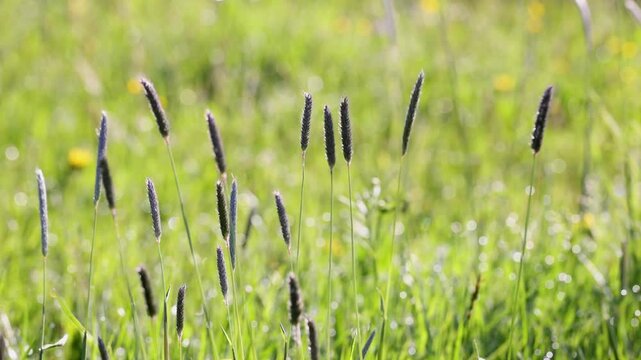 Meadow foxtail swaying in the wind on the meadow, Alopecurus pratensis