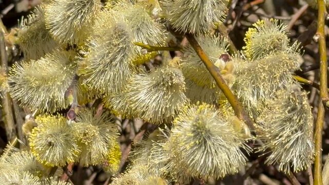Hanging pussy willow (Salix caprea 'Kilmarnock') in spring in Ystad, Sk&aring;ne County, Sweden, Scandinavia