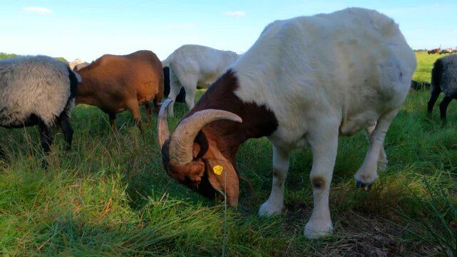 Goat grazing near sheepfold, Wilsede, L&uuml;neburg Heath, Lower Saxony, Germany