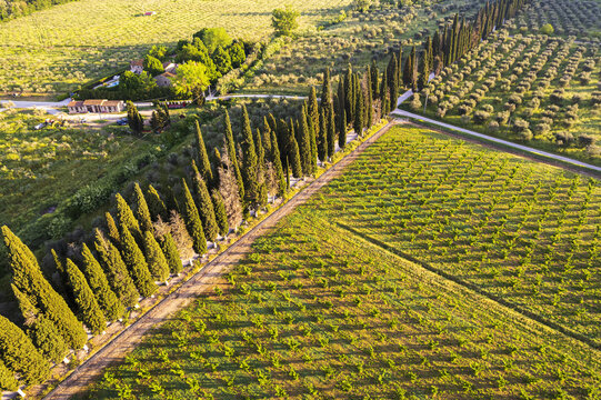 Aerial view of a row of cypress trees lining a dirt road through lush green vineyards and olive groves in the countryside of the Province of Perugia, Umbria, Italy.