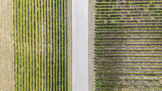 Aerial view of Sipcanik Wine Cellar vineyards with neat rows of grapevines separated by a straight road in Tuzi, Tuzi Municipality, Montenegro.
