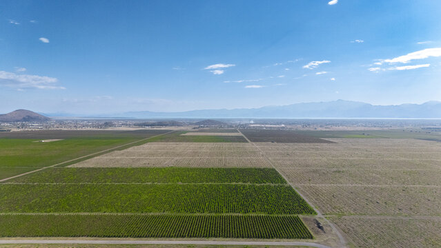 Aerial view of the vast Sipcanik vineyards featuring rows of grapevines and agricultural fields under a clear blue sky in Tuzi, Tuzi Municipality, Montenegro.