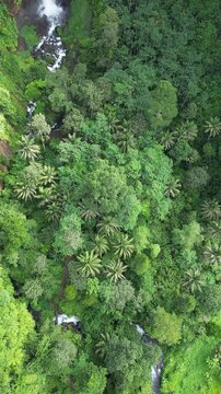 High waterfall plunges into a densely vegetated gorge surrounded by lush tropical vegetation, dramatic natural scene, Kapas Biru Waterfall, Jakarta, Indonesia, East Java's