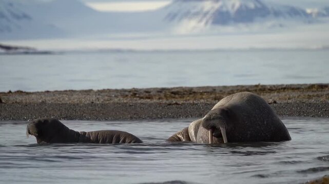 Video Walrus (Odobenus rosmarus) female with calf Svalbard, Norwegian Arctic, Norway