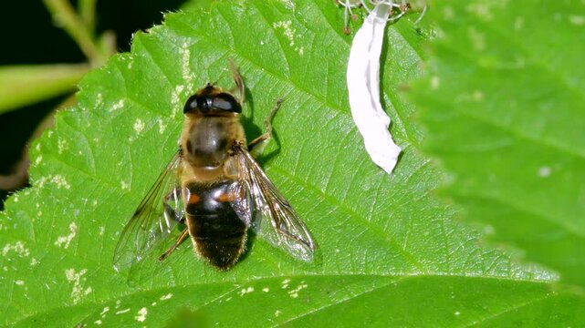 Tapered Drone Fly (Eristalis pertinax), Devon, England, United Kingdom