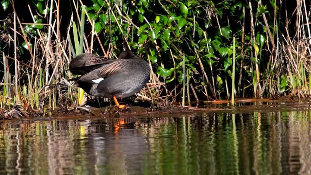 Gadwall (Mareca strepera), Devon, England, United Kingdom