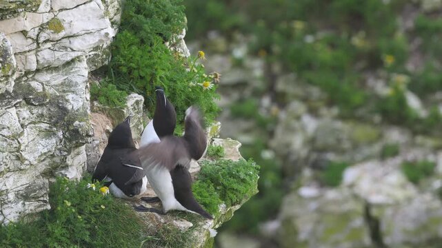 Razorbill, Alca Torda, birds on cliffs, Bempton Cliffs, North Yorkshire, England, United Kingdom