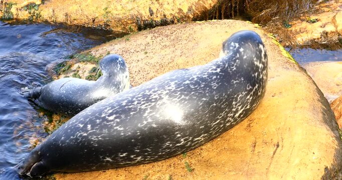 Harbor seal, (phoca vitulina), Baby seal suckles its mother, Forillon national park, Province of Quebec, Canada, North America