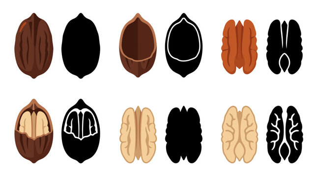 Vector collection featuring different pecans, whole pecan, shelled pecan, roasted pecan, cracked pecan, pecan kernel, pecan halves