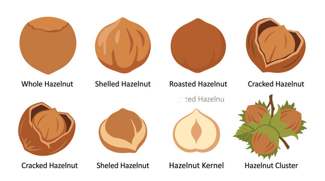 Set of vector hazelnut arranged in a row, featuring both classic filled designs and simple line art outlines, isolated on a white background for healthy food logos