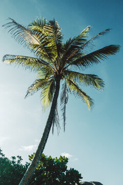 Coconut palm trees and weathered granite boulders in the tropical landscape of La Digue, Seychelles.