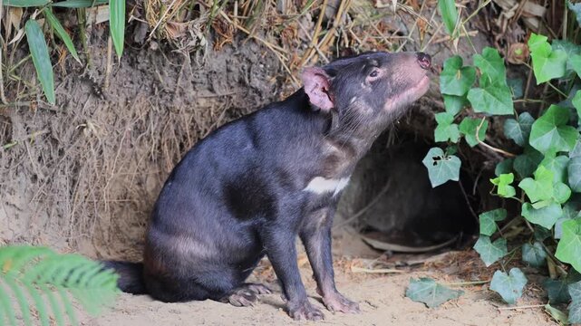 Tasmanian devil (Sarcophilus harrisii), marsupial devil, adult, alert, sniffing, at its den, yawning, Australia