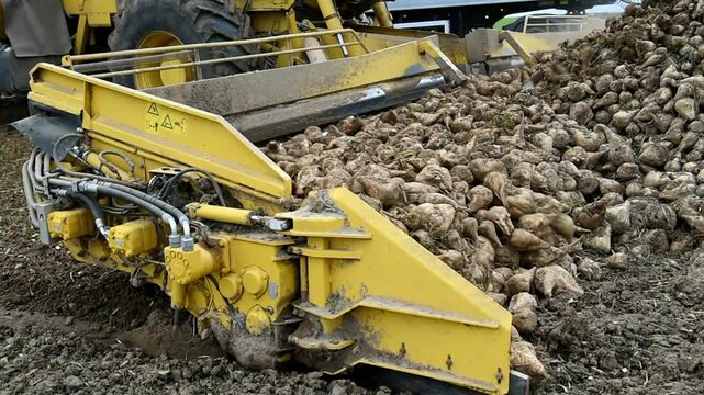 Beet cleaning loader picks up, cleans and loads beetroot (Beta vulgaris subsp. vulgaris), Hesse, Germany