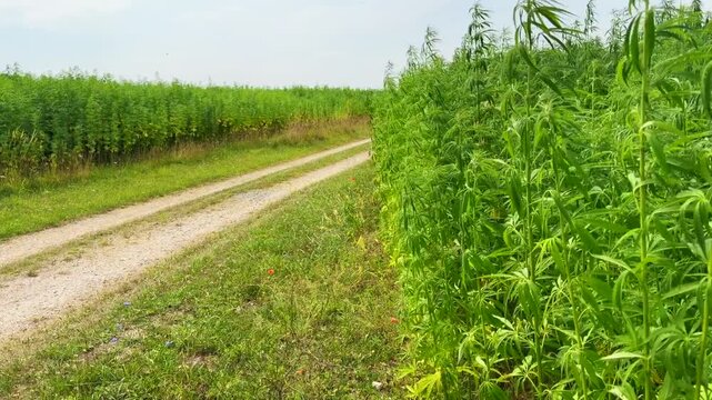 Narrow road through fields of growing cannabis, industrial hemp in Ystad municipality, Sk&aring;ne county, Sweden, Scandinavia