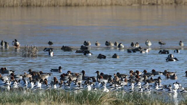 Eurasian Wigeon, Mareca penelope, birds in flight over winter marshes
