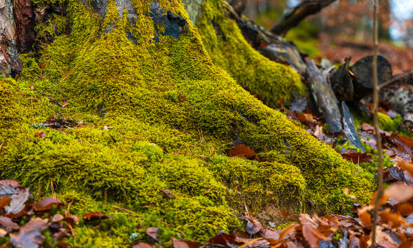 View of moss-covered tree roots in Tricity Landscape Park surrounded by fallen autumn leaves in Gdansk, Pomeranian Voivodeshi, Poland.