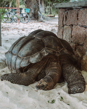 Giant tortoise resting on sandy ground in a tropical enclosure on La Digue, Seychelles.