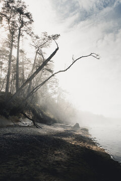 View of misty coastal landscape with trees leaning over a sandy beach under a soft diffused sky in Suurupi, Harju County, Estonia.