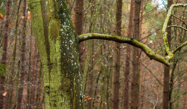 View of a mossy tree trunk with a horizontal branch in the Tricity Landscape Park in Gdansk, Pomeranian Voivodeship, Poland.