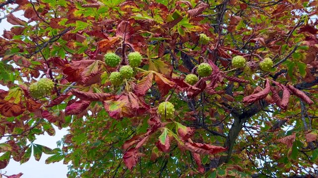Leaves and fruit of horse-chestnut (Aesculus hippocastanum) in autumn in Ystad, Scania, Sweden, Scandinavia