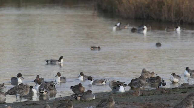 Northern Pintail, Anas Acuta, birds on marshes, Devon, England, United Kingdom