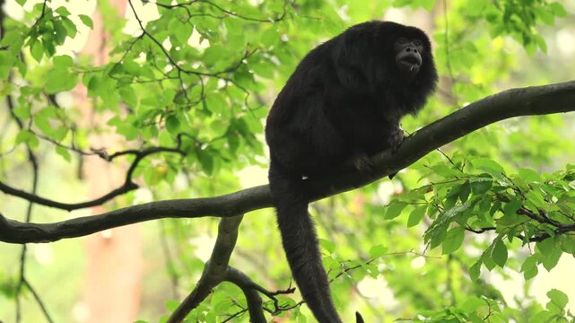 Black howler monkey (Alouatta caraya), adult, male, tree-eating, Brazil, South America