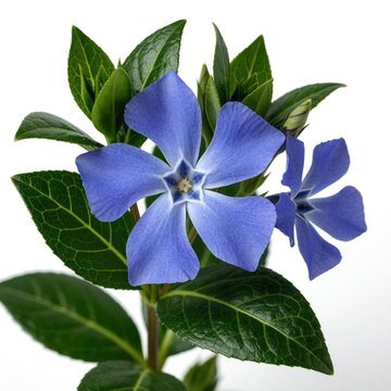 Close up periwinkle flower with blue petals, green leaves. Two blooming vinca flowers grow on plant stem. Natural botanical flora isolated on white background. Spring blossom macro shot for garden