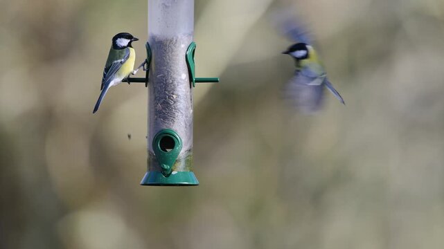 Chaffinch, Fringilla coelebs and Tits on a feeder in the forest