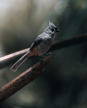 View of a tufted titmouse perched on a weathered wooden branch against a soft blurred natural background in Tampa, Florida, United States.