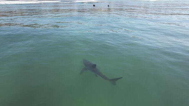 Shark Near the Surface in Green Ocean Water &mdash; Aerial