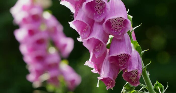 Common foxglove (Digitalis purpurea) swaying in the wind, Sieversen, Rosengarten, Lower Saxony, Germany