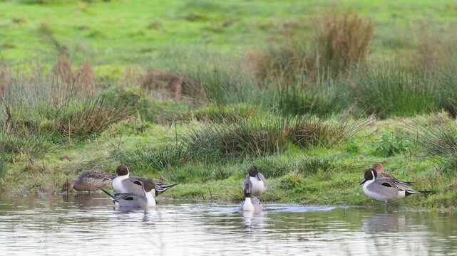 Northern Pintail, Anas acuta, birds on marshes