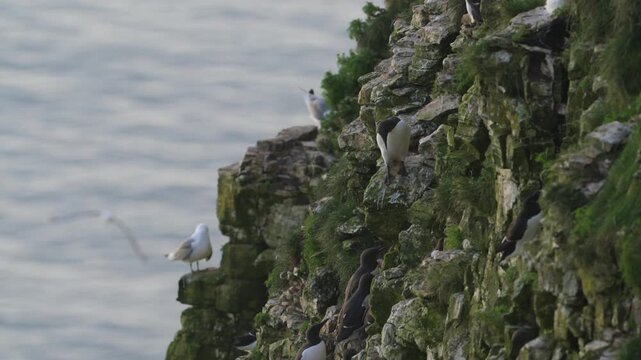 Common Murre, Common Guillemot, Uria aalge, birds colony on cliffs, Bempton Cliffs, North Yorkshire, England, United Kingdom