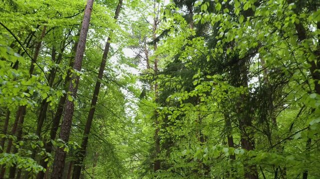 Drone flight along leafy branches in deciduous forest, forestry, forest, trees, East Styrian hill country, Styria, Austria