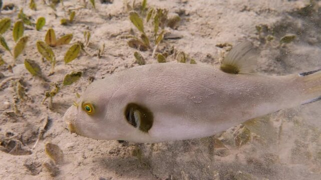 Yellow-eyed pufferfish (Arothron immaculatus) foraging in the seagrass, Mangrove Bay house reef, El Quesier, Egypt