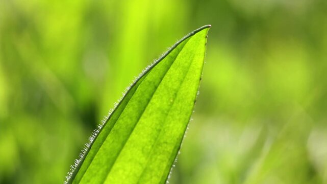 Allium ursinum, wild garlic leaf, macro photograph, Austria