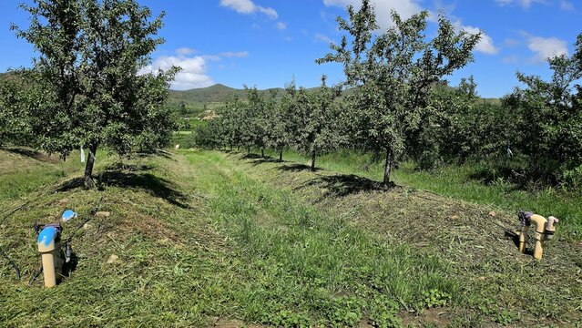 View of almond orchard in spring with rows of trees, green grass, and irrigation equipment under a blue sky in Hoeko, Western Cape, South Africa.