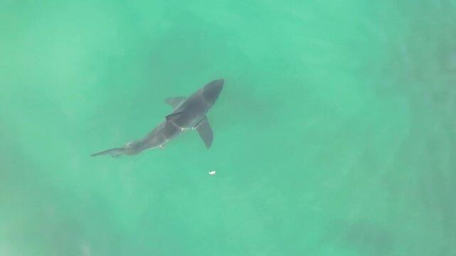 Shark Swimming in Turquoise Shallow Water From Above