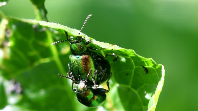 Green Dock Beetles (Gastrophysa viridula) mating, England, United Kingdom