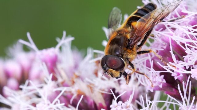 Drone Fly (Eristalis nemorum) on flower