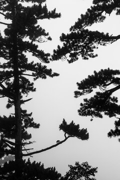 View of iconic pine trees silhouetted against a misty sky on the peaks of Huangshan, Anhui, China.