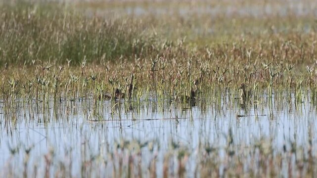 Partially hidden in marsh reeds, mallard (Anas platyrhynchos) ducklings graze in slow motion at McCoy Flat Reservoir in Lassen County, California