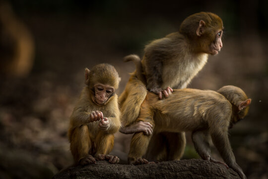 View of three young macaques interacting on a rock in a forest setting in Guiyang, Guizhou, China.