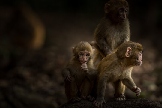 View of three young macaques sitting together in a dark, natural forest environment in Guiyang, Guizhou, China.