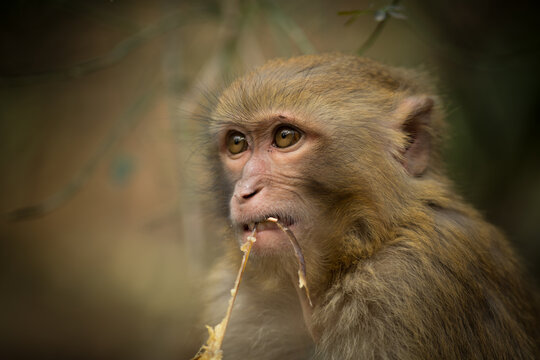 View of a rhesus macaque monkey eating a piece of vegetation with focused amber eyes in Guiyang, Guizhou, China.